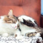 5 Rekomendasi Obat Kutu Kucing Termanjur yang Aman Digunakan. Cepat dan Ampuh!