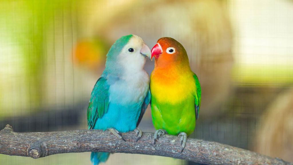 Daftar Harga Burung Lovebird Terbaru Beserta Jenisnya