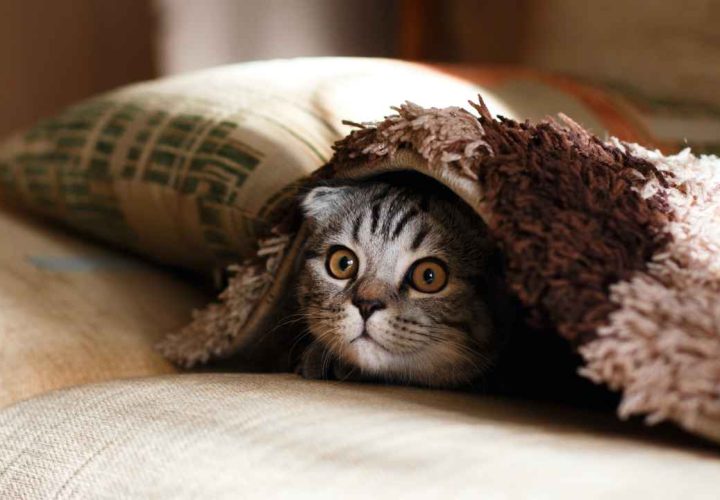 nama kucing pembawa rezeki dalam islam