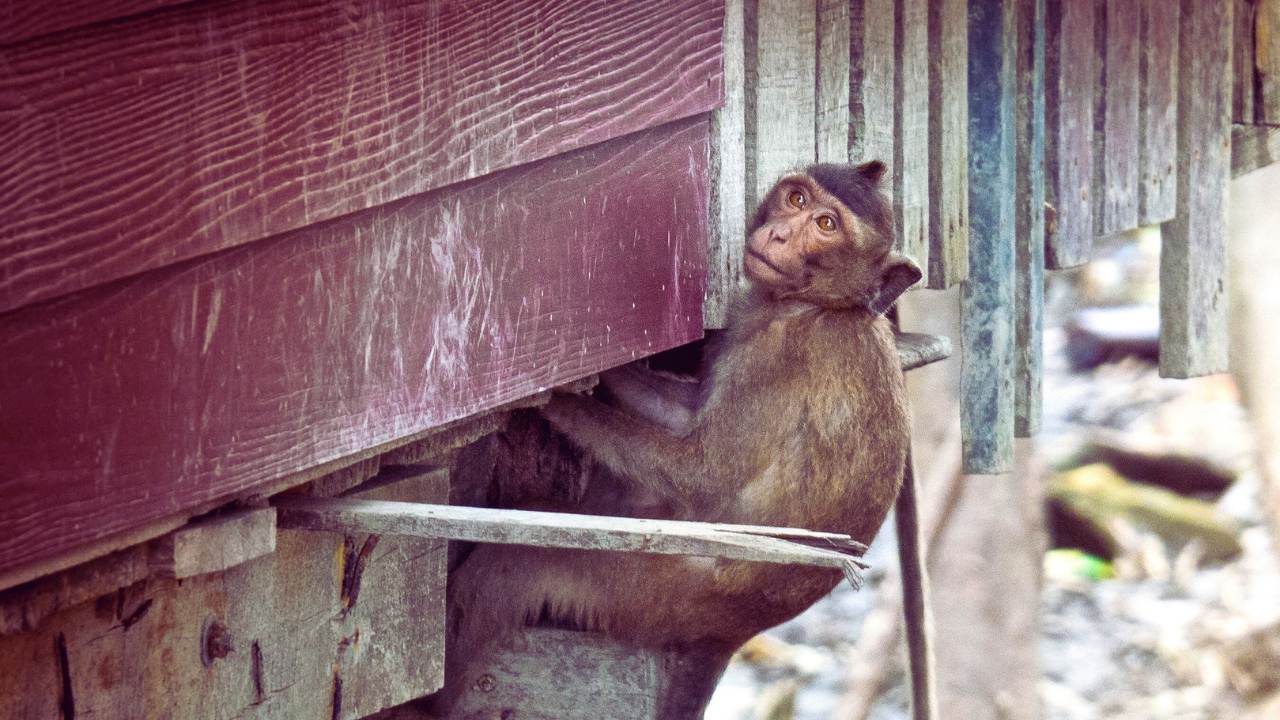 7 Cara Mengusir Monyet yang Datang ke Rumah Paling Aman, Lakukan Tanpa Ragu!