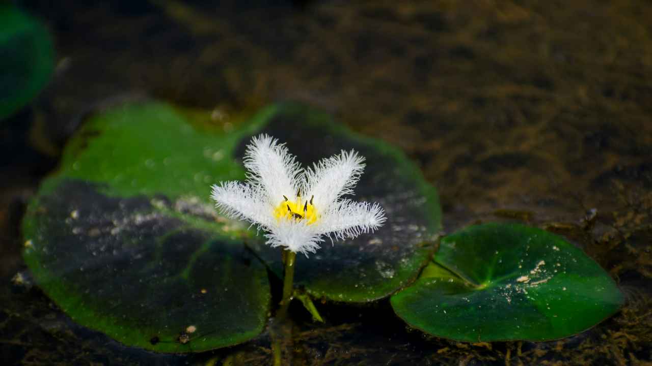 Water Snowflake